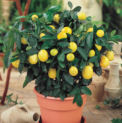 Citrus Lemon Meyer Bush 8"