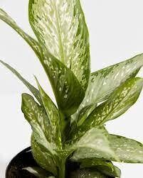 Dieffenbachia Memoria Corsii 2-2.5' 10" pot