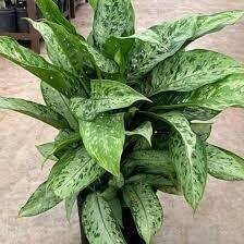 Dieffenbachia Memoria Corsii 2-2.5&#39; 10&quot; pot