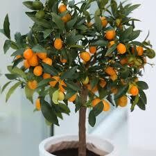 Citrus Kumquat Tree 12&quot;