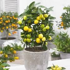 Citrus Key Limequat 17&quot;