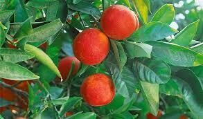 Citrus Red Lime 23&quot;