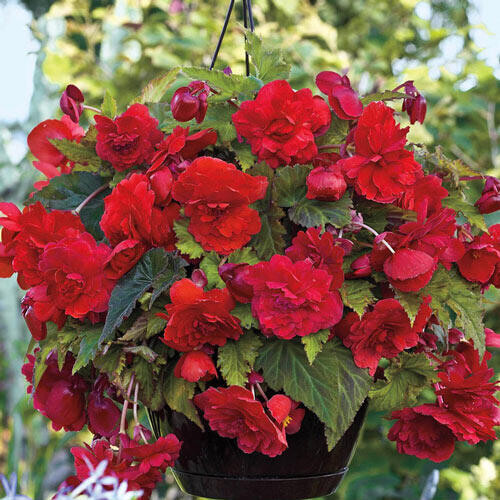 Rex Begonia 5&quot;