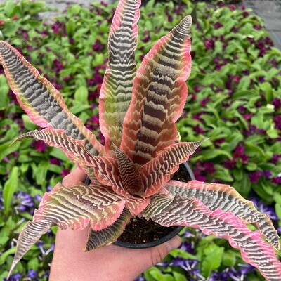 Bromeliad Elaine Pink Stars 5&quot;