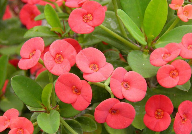 Crown of Thorns Flowering 5&quot;