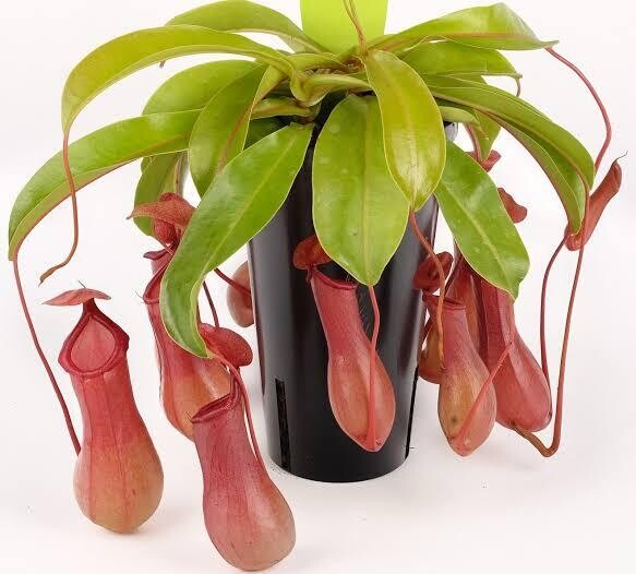 Pitcher Plant 6&quot;