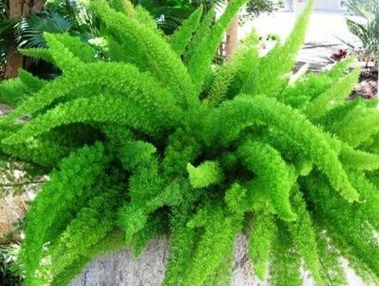 Asparagus Foxtail Fern 6&quot;