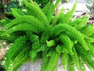 Asparagus Foxtail Fern 6&quot;