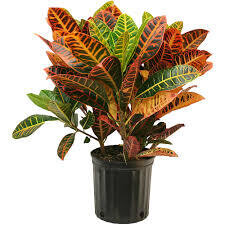 Croton Petra Flowering 8&quot;