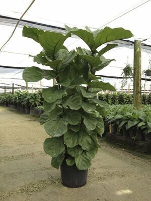 Ficus Lyrata Column 10&quot;