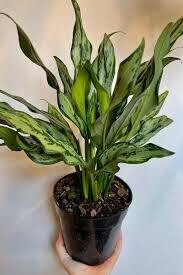 Anglaonema Juliette 10&quot;