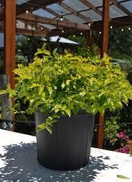 Duranta Gold Mound 10&quot;