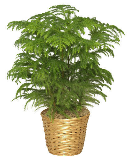 Norfolk Island Pine 10&quot;