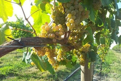 Weisswein &amp; Vinho Verde