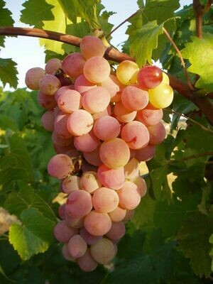 Secco &amp; Roséwein