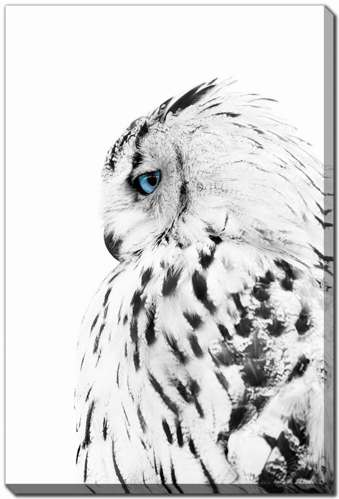 Canvas - White Owl