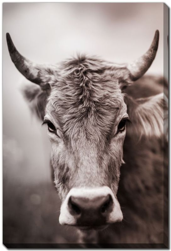 Canvas - Sepia Cow