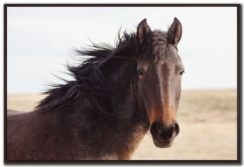 Canvas - Brown Horse