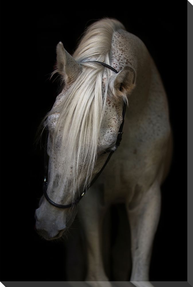 Canvas - Arabian Stallion 
