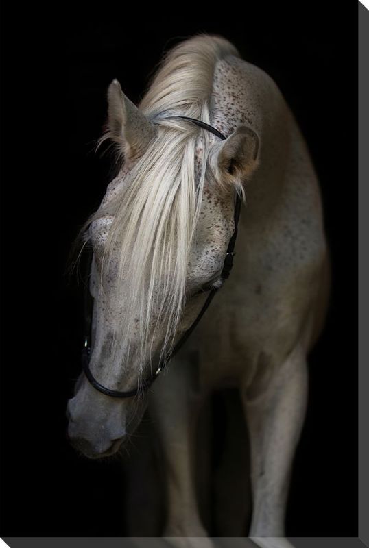Canvas - Arabian Stallion 