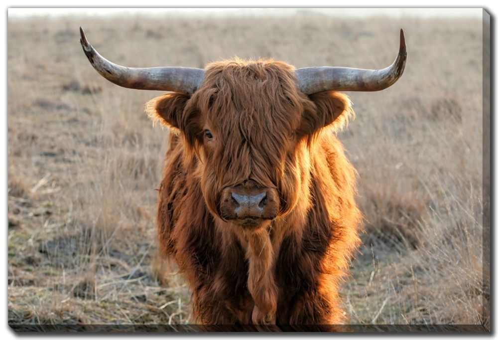 Canvas - Scottish Highlander