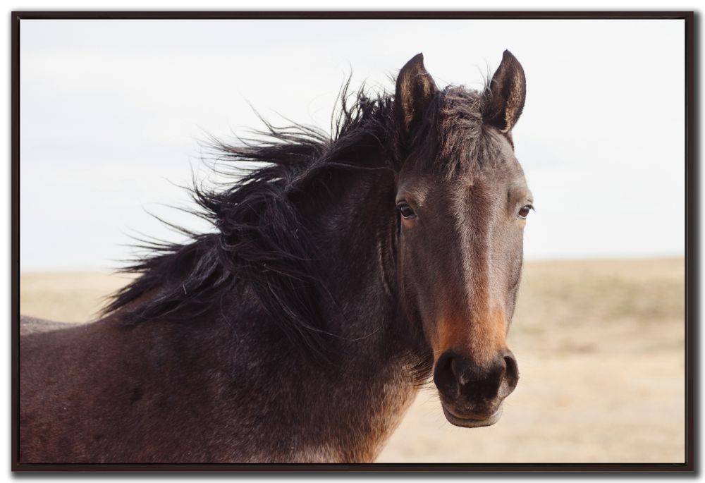 Canvas - Brown Horse