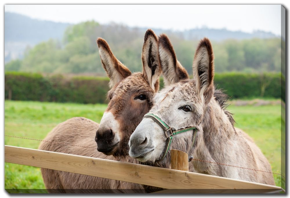 Canvas - Couple of Donkeys