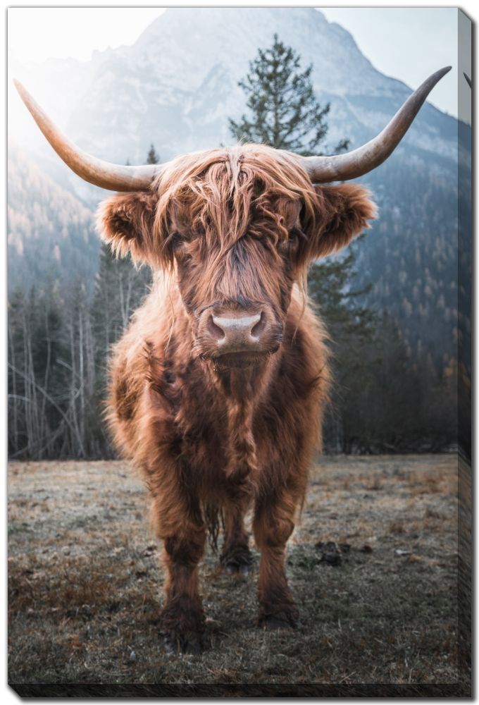 Canvas - Horned Highland