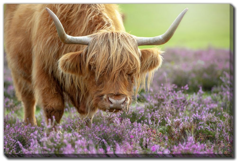 Canvas - Highland in Heather