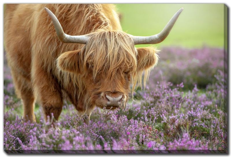 Canvas - Highland in Heather