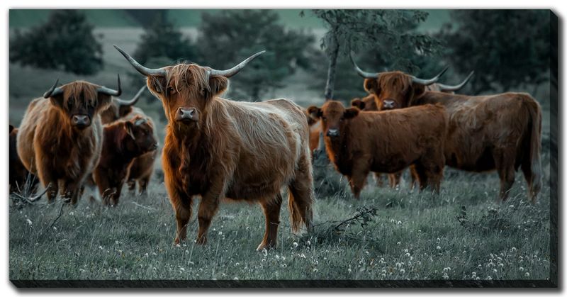 Canvas - Herd Of Highland Cattle