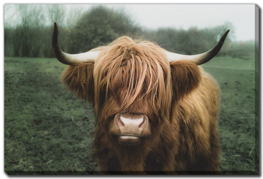 Canvas - Longhorn Cow (45&quot; × 30&quot;)