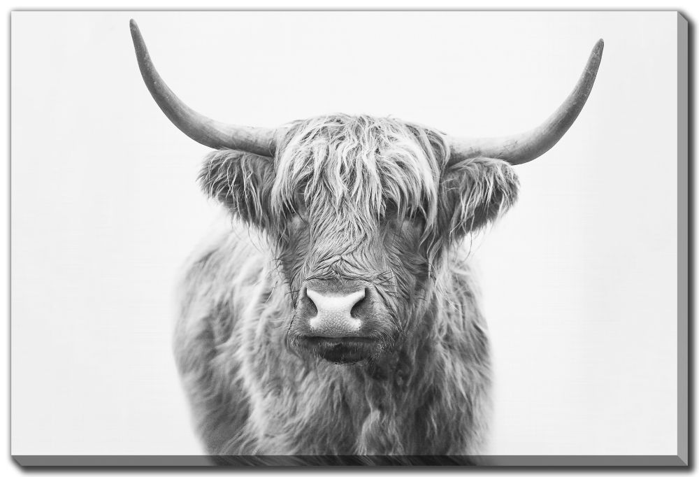 Canvas - Highland Bull