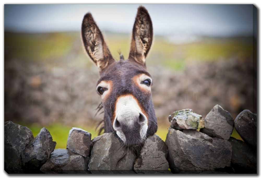 Canvas - Donkey Under The Rain