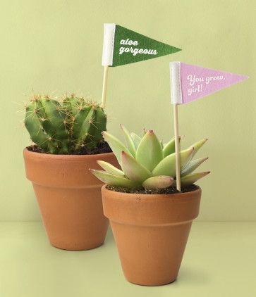 Seed &amp; Sprout Plant Pennants