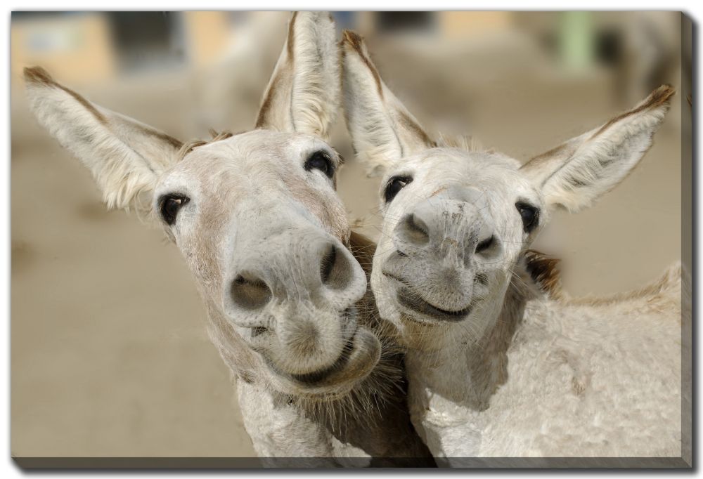 Canvas - Cheeky Playful Donkey Duo