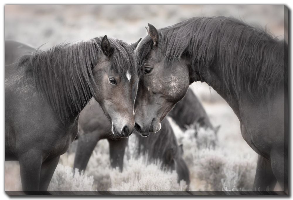 Canvas - Wild Horses