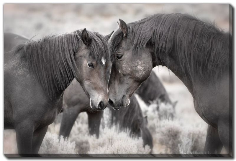 Canvas - Wild Horses