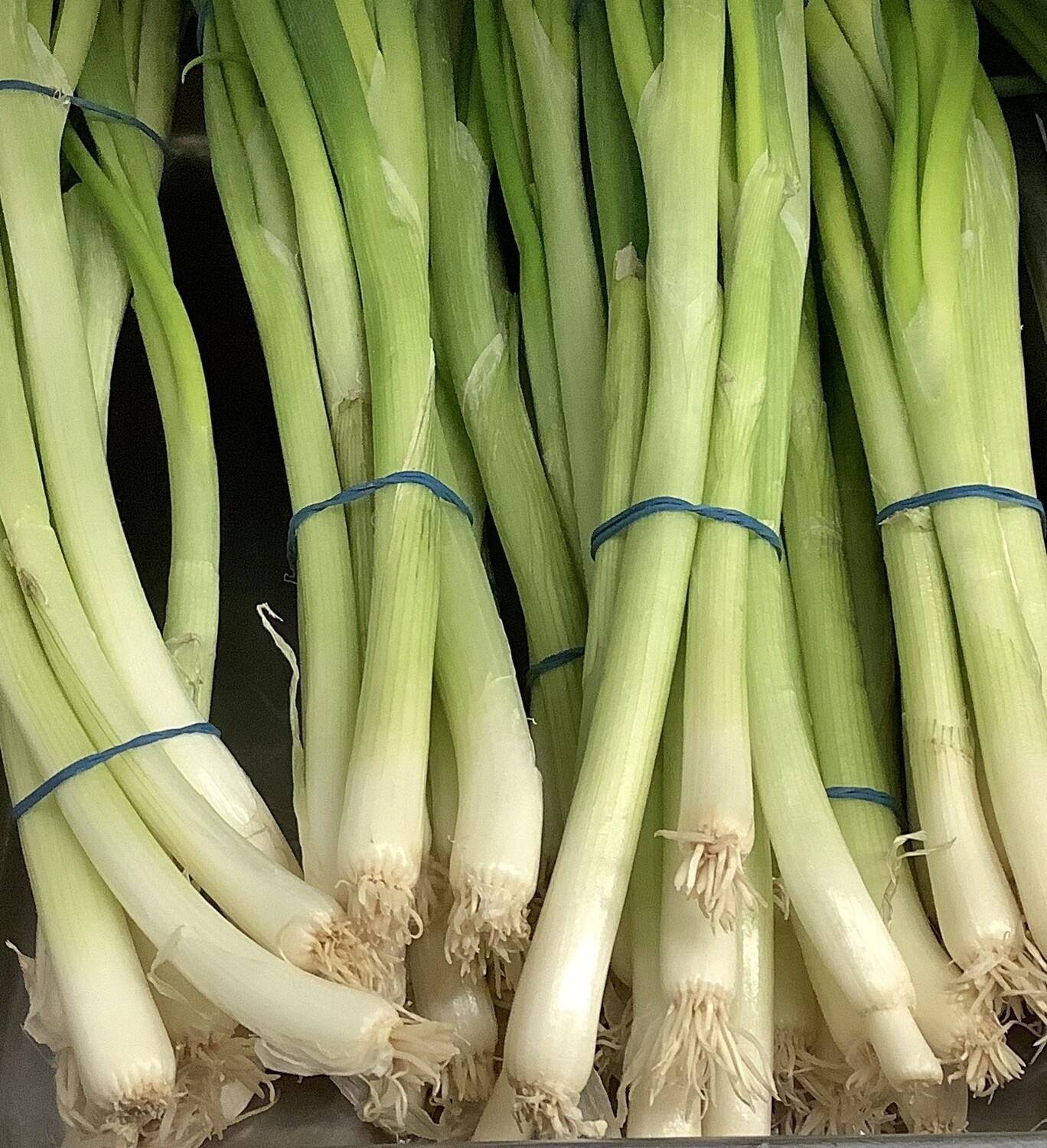 Spring Onions
