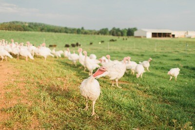Sunrise Farms White Hybrid Turkey