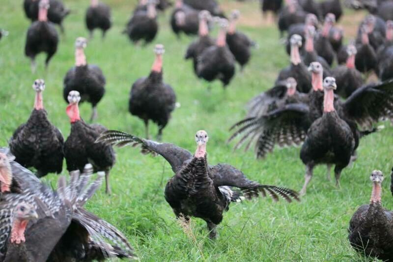 Heritage Bronze Turkey