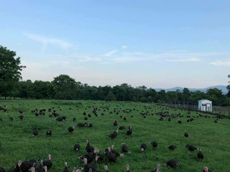 Kelly Bronze Heritage Breed Turkey Parts