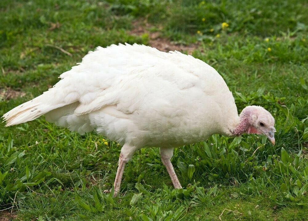 Ashley Farms White Hybrid Turkey
