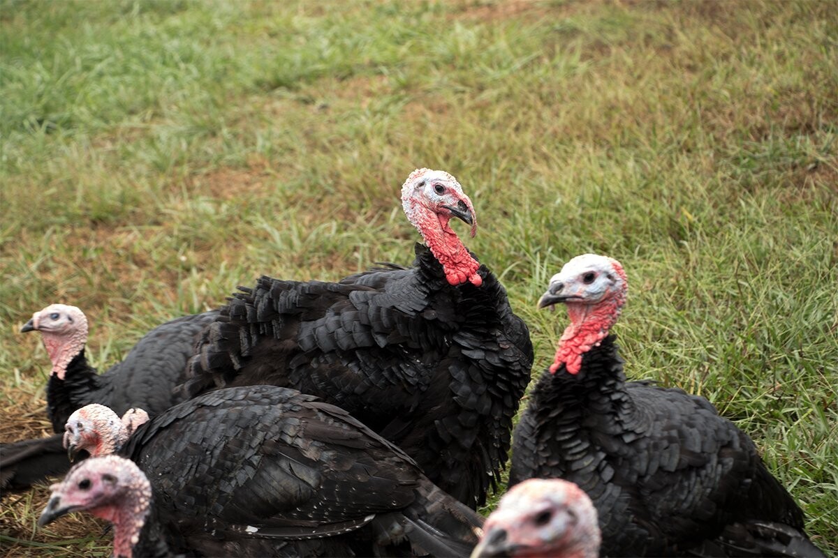 Heritage Black Turkey
