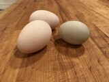 Duck Eggs (dozen)