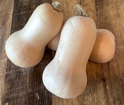 Holidays Baby Butternut Squash