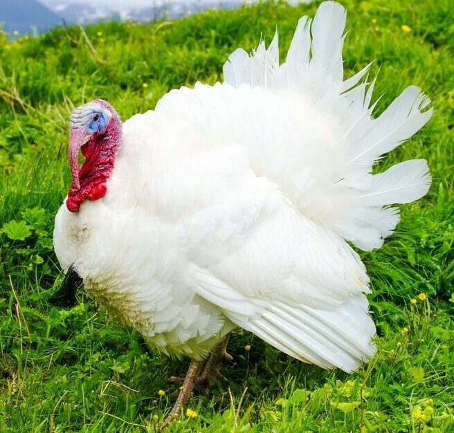Ashley Farms White Hybrid Turkey Parts
