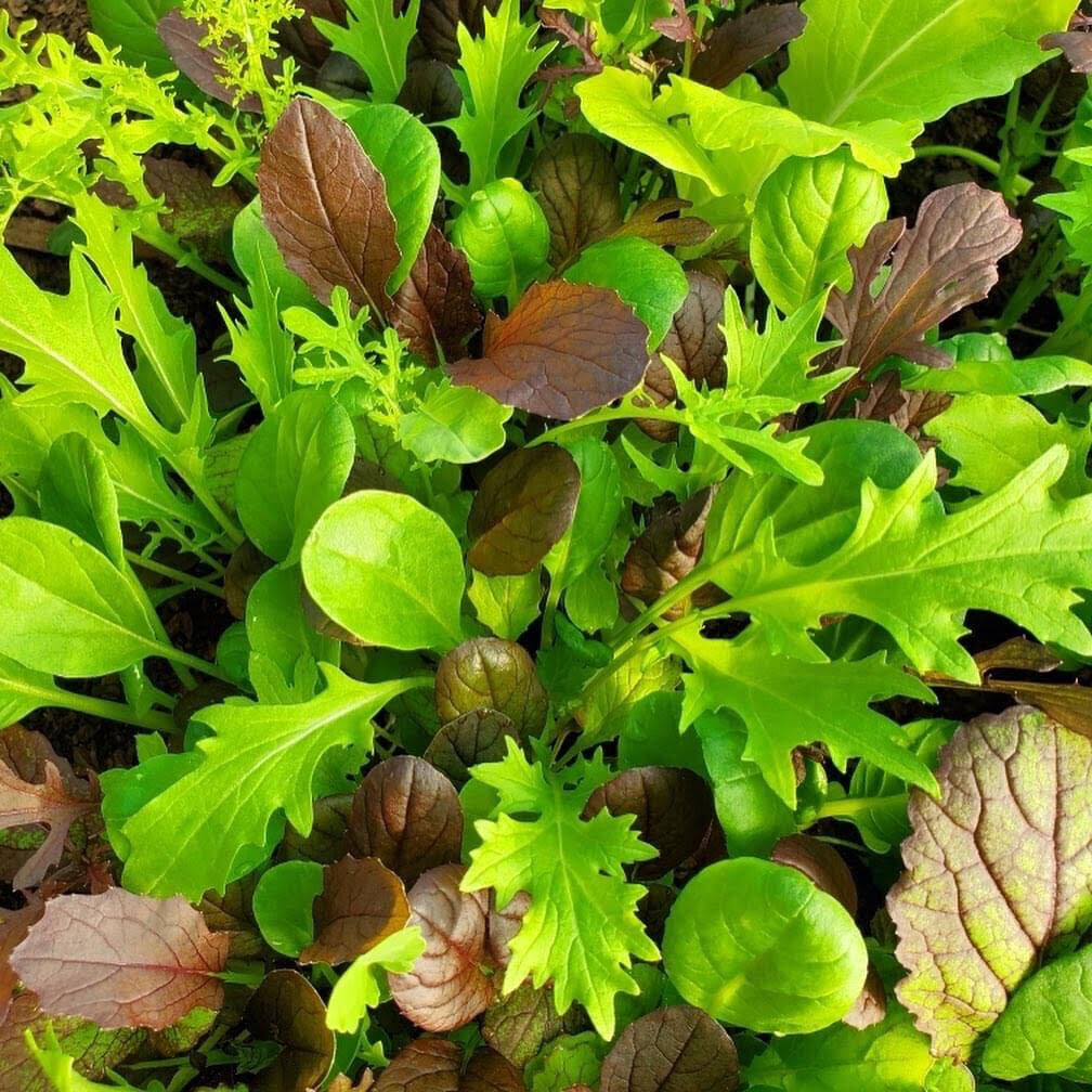 Holidays Salad Mix Holidays Salad Mix