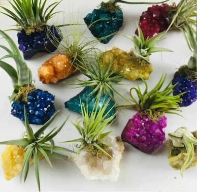 Crystal Air Plants -Druzy Crystal Clusters