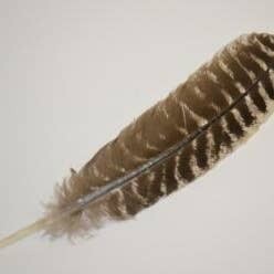 Smudge  Feather Turkey Barred Feather